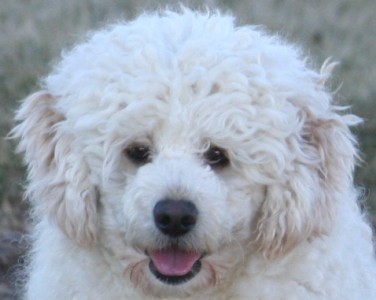 Miniature poodle puppy